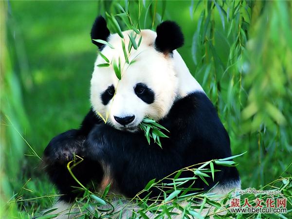 藏族人把熊猫叫藏熊猫吗？