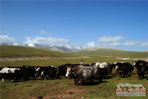 藏族人为什么崇拜牦牛？