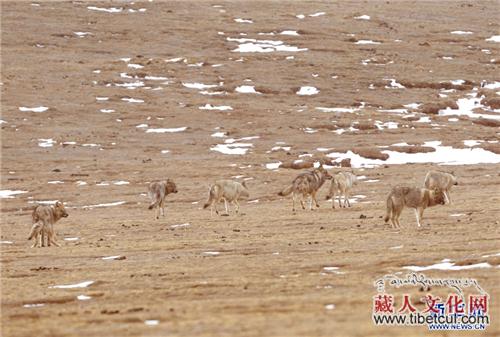 青海三江源地区狼群出没 摄影师全程记录（组图）