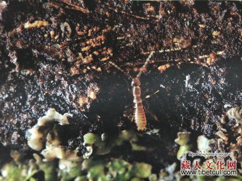 西藏生物：雅鲁藏布大峡谷８５０余种生物影像现世