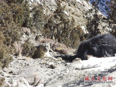 揭秘濒危物种雪豹为何频闯镜头：曾被认为即将绝迹