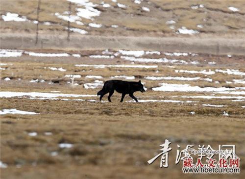 青海三江源首次记录到黑狼 专家称中国罕见