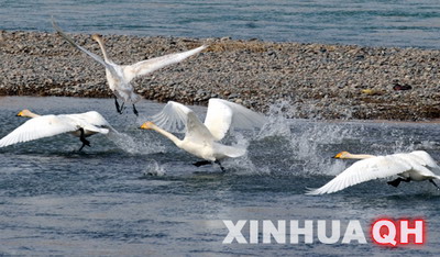 天鹅翔集在青海省海南州贵德县黄河清湿地公园