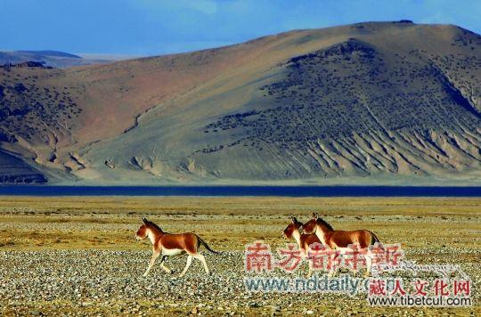 喜马拉雅山北坡调查：野生动物数量增加种类减少