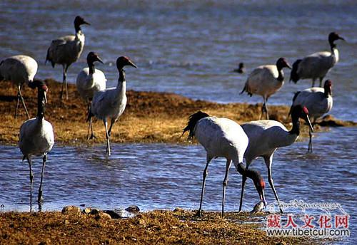 温暖的湿地：西藏成为全球最大黑颈鹤越冬地