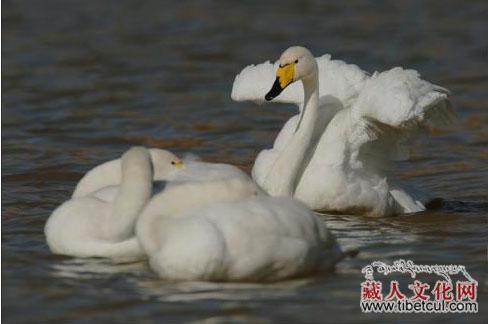 天祝县抓喜秀龙林区迎来一群特殊“客人”