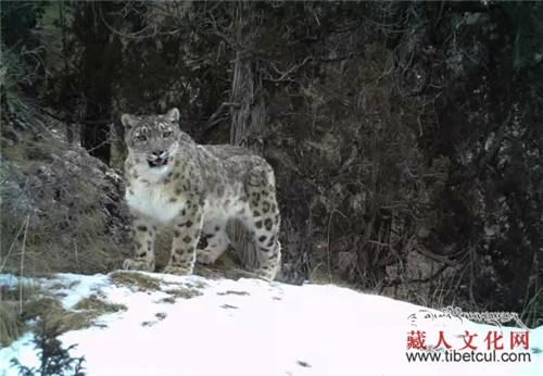 研究表明青藏高原或成雪豹抵抗气候变化的庇护所