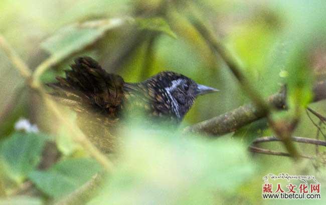 楔嘴鹩鹛：西藏生物影像在墨脱发现中国鸟类新纪录