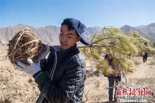 西藏拉萨首次在海拔4300米以上地区试种苗木