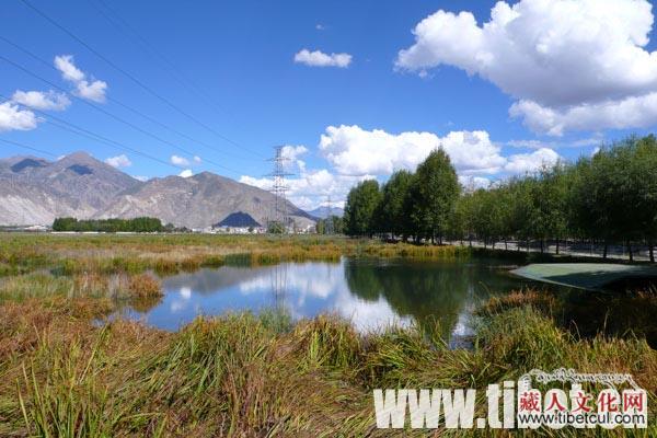 西藏林业厅近日公布：西藏湿地总面积居全国第二位