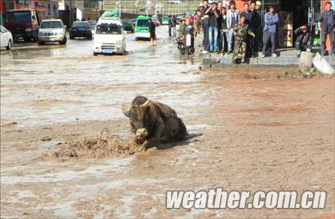 青海玛沁半小时降雨24.3毫米 积水最深达70厘米