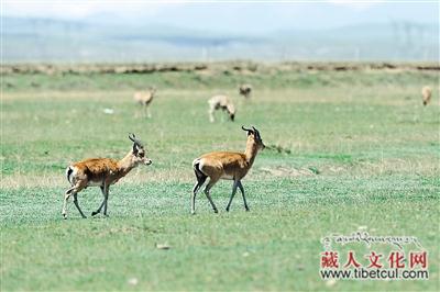 世界极度濒危物种-普氏原羚已恢复到1095只