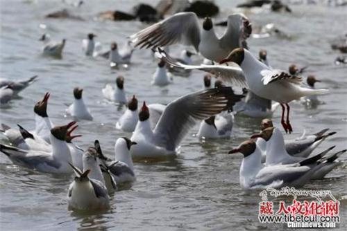 湖水面积增大 青海湖今冬首批越冬候鸟数稳中有增