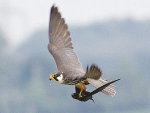 英国摄影师拍到燕隼猎捕雨燕照片