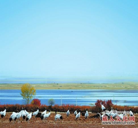 纳帕海水位上升成候鸟乐园：得益于春节前后的几场大雪