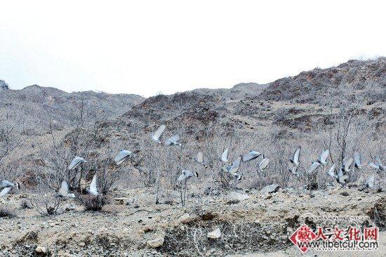 德钦羊拉：村民搬走留旧村 野生动物成为新住民