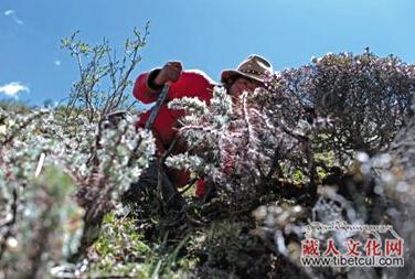 西藏“虫草村”挖虫草风气盛行　学校开设虫草假期
