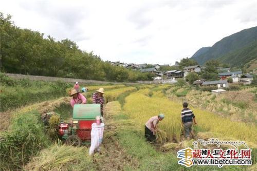 腊普河畔、永春河边、澜沧江两岸：丰收的喜悦