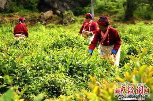 西藏错那县勒乡：门巴族种茶走上“致富路”