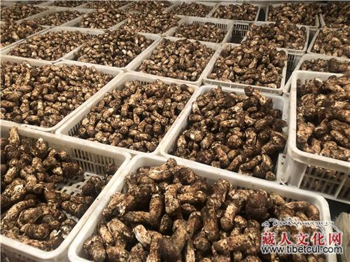 探索产业升级发展新路径 甘孜松拓宽致富路