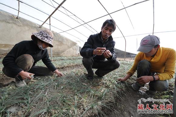 西藏将建立西藏原产藏红花产业园——带动农牧民致富