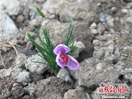 西藏自治区日喀则江孜县藏红花经济初见规模