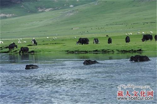 “青海牛平台”为打造“世界牦牛之都”保驾护航
