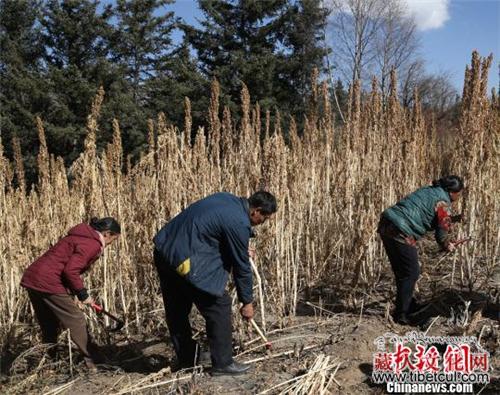 甘肃甘南州首次引进藜麦种植 拓藏区民众致富路