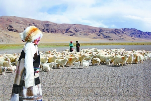 西藏绒山羊养殖：“软黄金”变真金