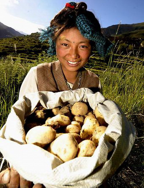 曲水县今年土豆收入预计可达1650万元