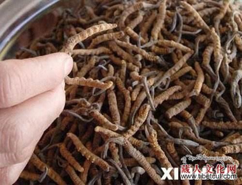 投资约3亿元 西藏拉萨市虫草交易市场投入运营