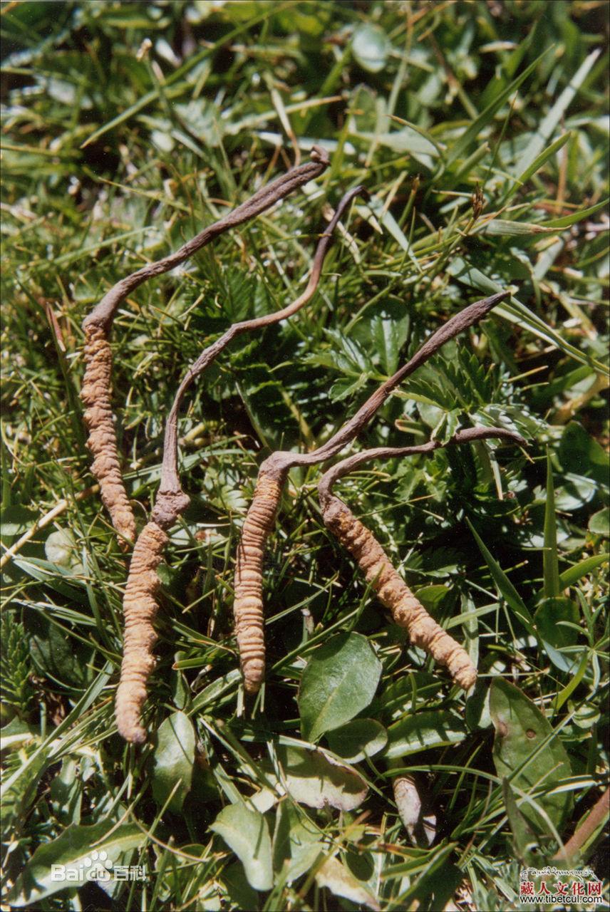 西藏那曲地区冬虫夏草首次拥有专属虫草交易平台