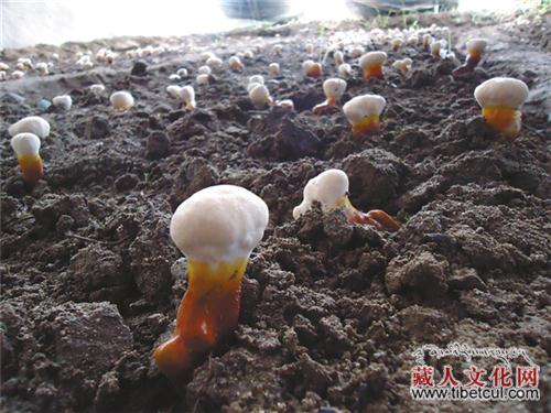 拉萨近郊“田园经济”热 成市民假期休闲的新选择