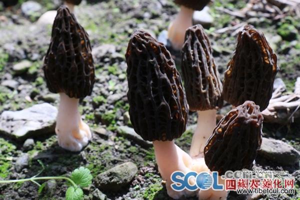 四川省最大羊肚菌产业基地在甘孜州打造