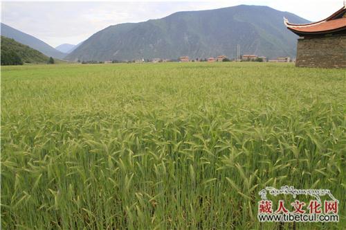 四川省康定市大手笔打造万亩黑青稞基地