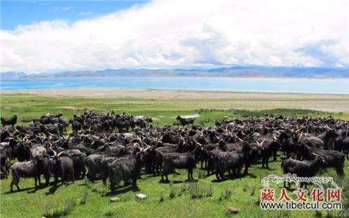 西藏措勤紫绒山羊原种场提格为国家级保种场