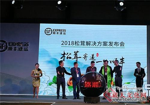 云南香格里拉松茸即将上市 电商助力新鲜到家
