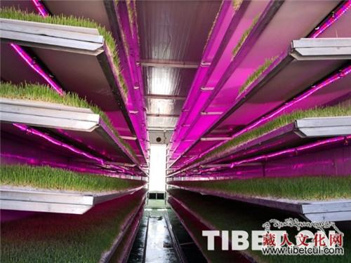 高科技鲜草种植 助推西藏牧民实现幸福生活梦
