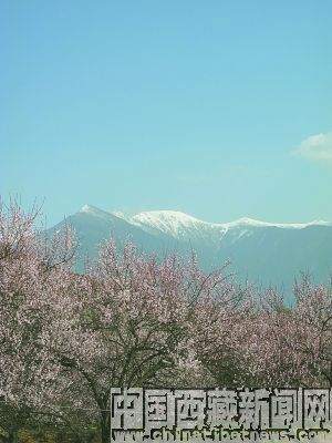 “桃花节”的故事还在继续……