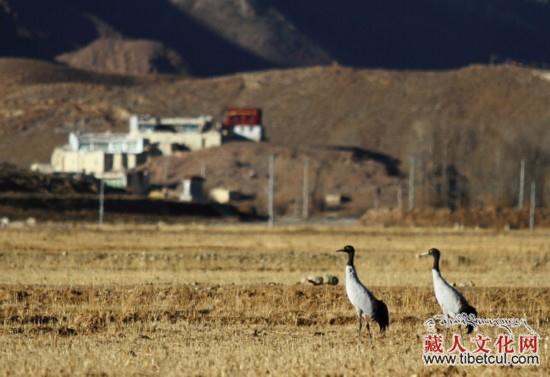 “冬游西藏·与鹤起舞”主题活动将于下月成都启动