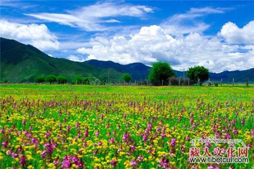 香格里拉最美季：处处绿草成毯 遍地花开成海