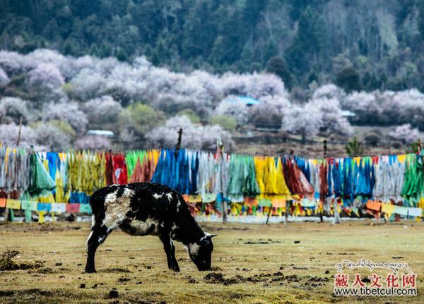 大美西藏林芝：世界最深峡谷流淌出的春天