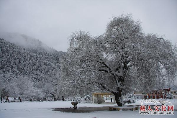 冬日旅游好去处 西藏林芝之美颠覆你