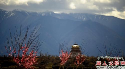 西藏林芝：桃花盛开迎春来