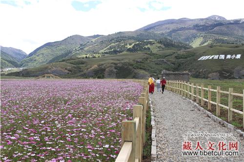 四川甘孜州打造花海花湖 未来可游杏花村桃花谷