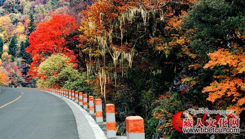 四川红叶生态旅游节暨黑水第三届冰山彩林节开幕