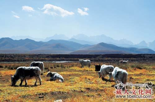 天祝县抓喜秀龙草原：雪山草原湿地构建的绝美风景