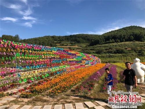 甘肃藏区花海连绵更添初秋景致 “花经济”成热点