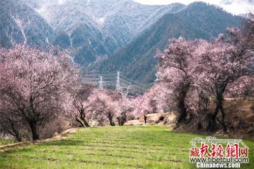 高原桃花盛开 西藏林芝将迎2019旅游小高峰