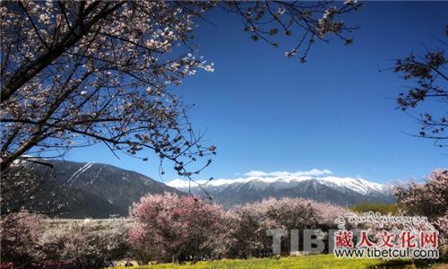 西藏林芝市第十七届桃花旅游文化节正式开幕
